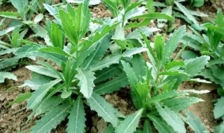 刺儿菜的营养价值 刺儿菜有什么营养