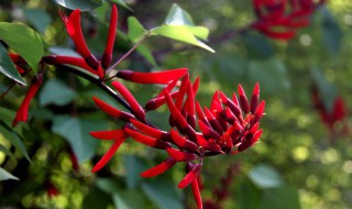 龙芽是什么意思 龙芽的意思