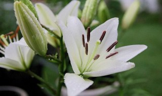 12朵百合花花语是什么 12朵百合花花语是什么呢