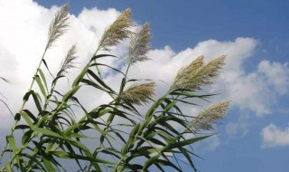 芦花飞时是什么季节 芦花纷飞的季节是