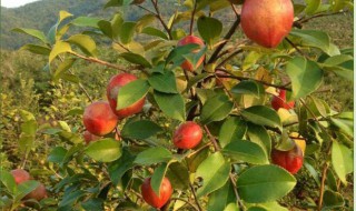 大果红花油茶适应什么地方种植 大果红花油茶种植要求