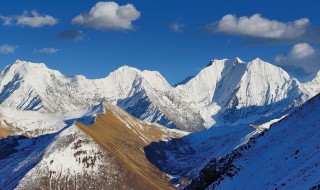 雪山上有什么植物（雪山上有什么植物图片）