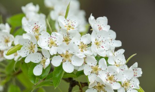 梨花院落溶溶月柳絮池塘淡淡风全诗意思翻译 梨花院落溶溶月柳絮池塘淡淡风的全诗