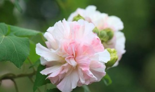 芙蓉花怎么浇水方法 芙蓉开花时怎么浇水