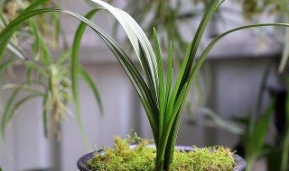 风雨兰花怎么养才能开花多 风雨兰花怎么养才能开花多久