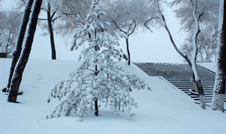 描写冬天雪的诗句 描写冬天雪的诗句和情感