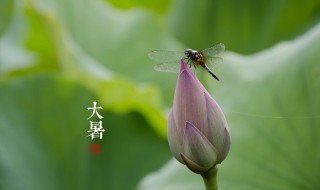 大暑养生要注意什么 大暑的养生事项