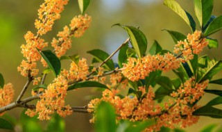 桂花茶有什么功效（罗汉果芯桂花茶有什么功效）