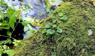 青苔的危害（青苔危害什么）