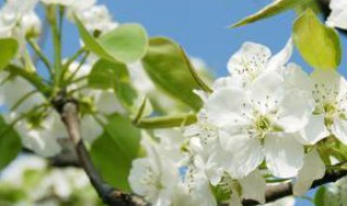 重庆梨花多久开（重庆九凤山梨花好久开）