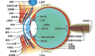 视器由什么和什么组成（视器包括哪两部分）