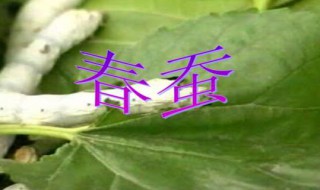 春蚕多久开始蜕皮（春蚕多久开始蜕皮呢）