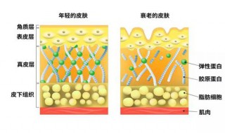 皮肤里含有什么元素（皮肤里含有什么元素最多）