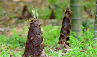 竹笋种植前景如何 人工种植竹笋市场前景怎么样