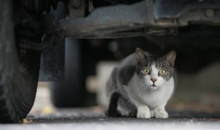 如何让流浪猫接受自己（如何让流浪猫靠近自己）