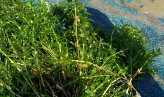 鱼池青苔怎么处理（鱼池青苔怎么处理好）