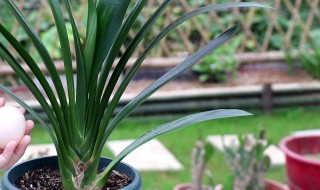 那些木本花卉适合广州冬季（广州冬天种植什么植物）