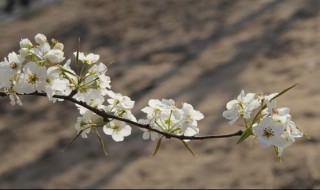 北京梨花几月开 北京梨花几月开花