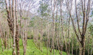橡胶种植面积扩大对地理环境的影响 橡胶种植面积扩大对地理环境的影响研究