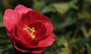 茶花用什么盆 茶花用什么土