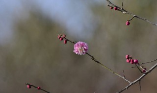 梅花修剪时间（梅花修剪时间和方法视频）