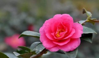 茶花嫁接砧木有几种（茶花嫁接用什么木）