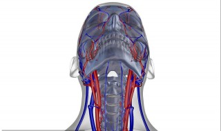 颈动脉的部位在哪里（颈动脉的具体位置在哪里）