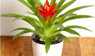 红星花怎么养（红星花怎么养殖）