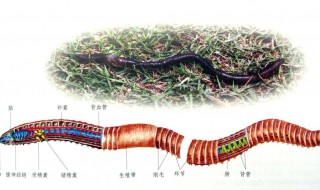 在哪里可以找到蚯蚓（冬天在哪里可以找到蚯蚓）