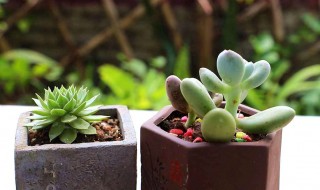 多肉植物的春季养护方法 多肉植物的春季养护方法有哪些