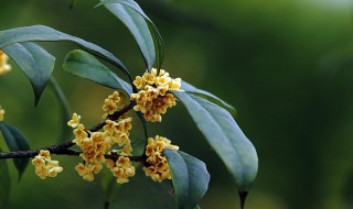 桂花树能种在院子里吗（桂花树的价格多少钱一棵）