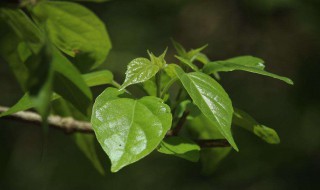 核桃树不开花.不结果是怎么回事 核桃树不开花就结果是怎么回事