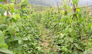 春季豇豆种植技术（春季豇豆种植技术与管理）