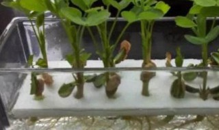 花生水培简单方法（花生水培的方法和注意事项）