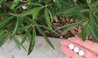 阿司匹林养花的作用（阿司匹林养花的作用与用途）