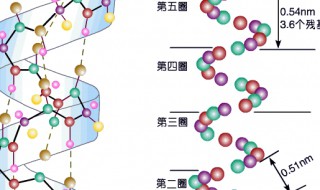 蛋白质是由什么组成的 蛋白质是由什么组成的有机物