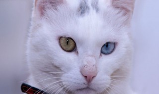 波斯猫好养吗（建议穷人养的10种猫）