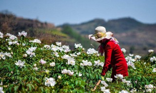 牡丹花怎么栽培（牡丹老桩怎么种植）