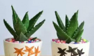 芦荟的生长环境 家里放芦荟是吉是凶