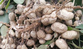 河南省春花生什么时候种（河南省春花生什么时候种植最好）