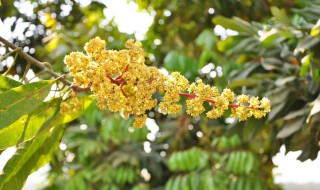 植物生长调节剂优点（植物生长调节剂有哪些）