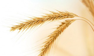 2020年小麦收割时间（2021年小麦收割时间）