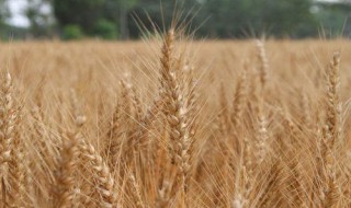 2020年几月份收麦子 每年几号收麦子