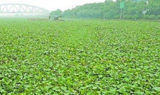 在淡水湖中种植水葫芦环保吗（在淡水湖中种植水葫芦环保吗视频）