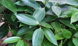 平安树开花吗（平安树开花吗,平安树养多久可以开花）