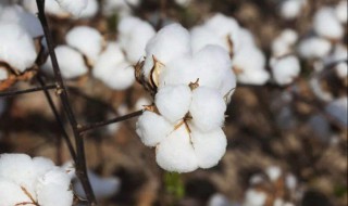 棉花生长周期 新疆棉花生长周期