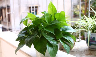 小玻璃瓶水养什么植物（小玻璃瓶养什么花好看）