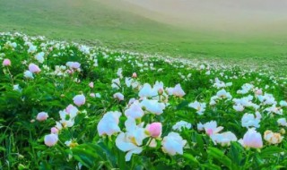 芍药花适合在南方生长吗（芍药花适合在南方种植吗）