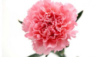 康乃馨冬季的养殖方法和注意事项（康乃馨冬季怎么养殖方法）