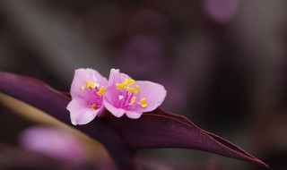 紫竹梅什么季节开花 紫竹梅花期是什么时候